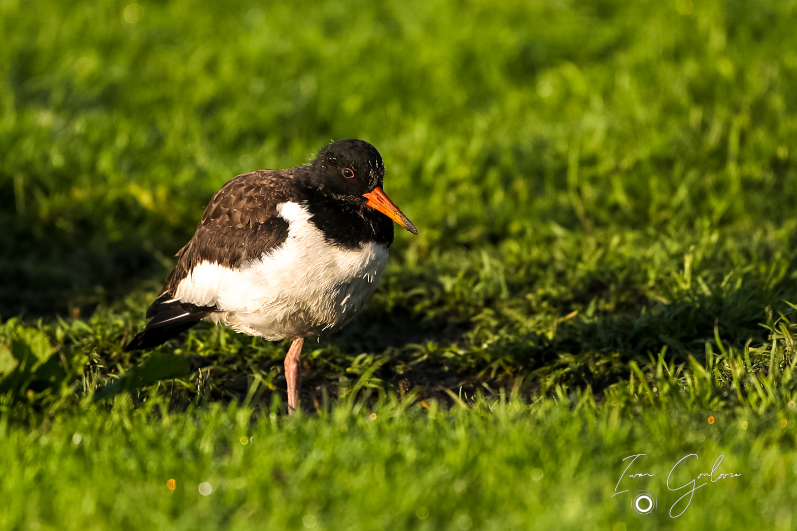 1DX46590 09 juni 2022 0628 13